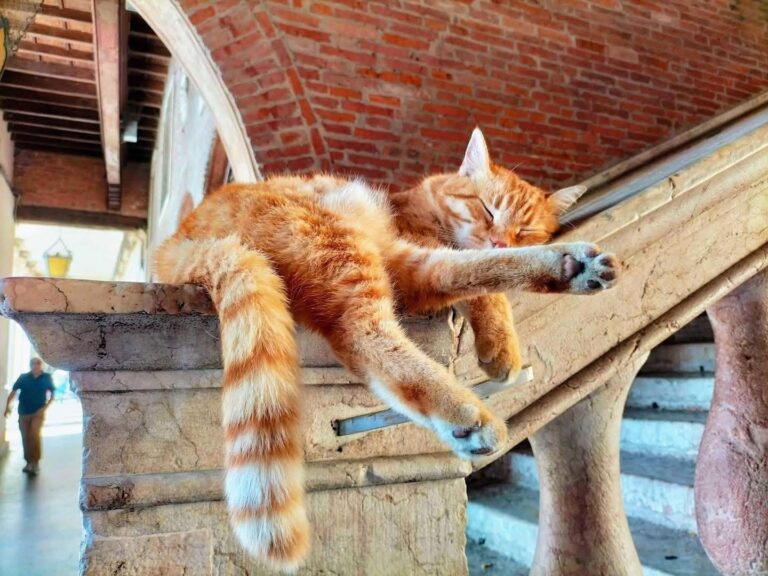 rossini nel cuore concerto per il gatto rossini